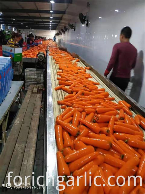 Fresh Carrot 2019